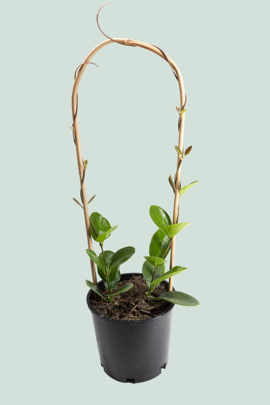 Hoya australis (Double Planted) - 2.5L / 17cm / Medium