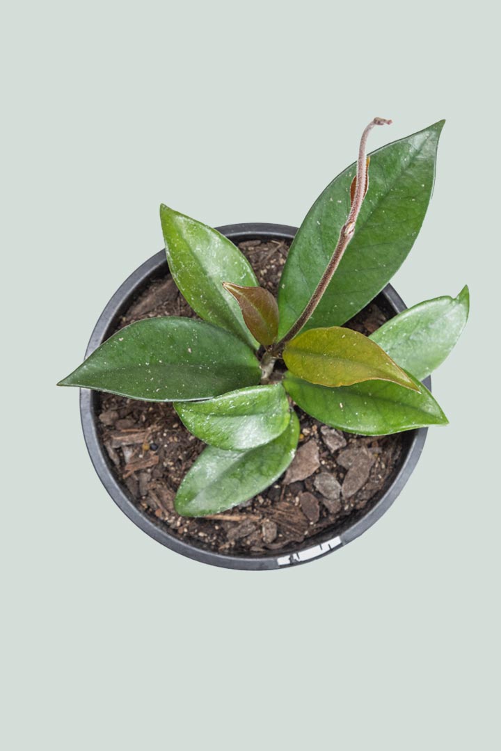 Hoya carnosa - 1L / 14cm / Small