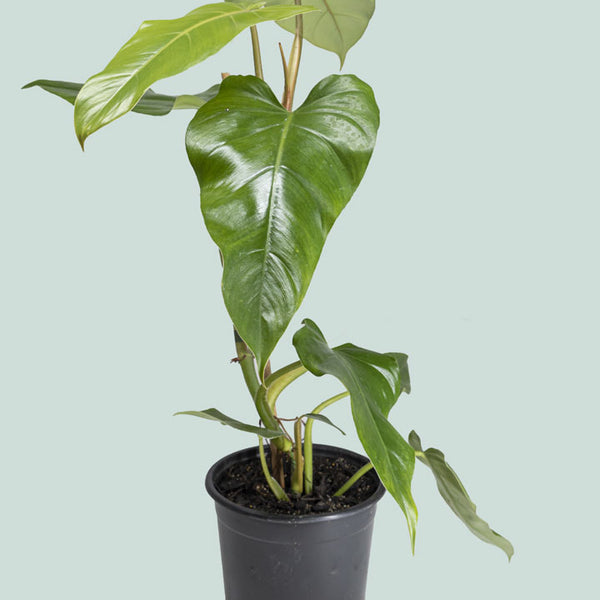Hybrid Philodendron erubescens X imbe