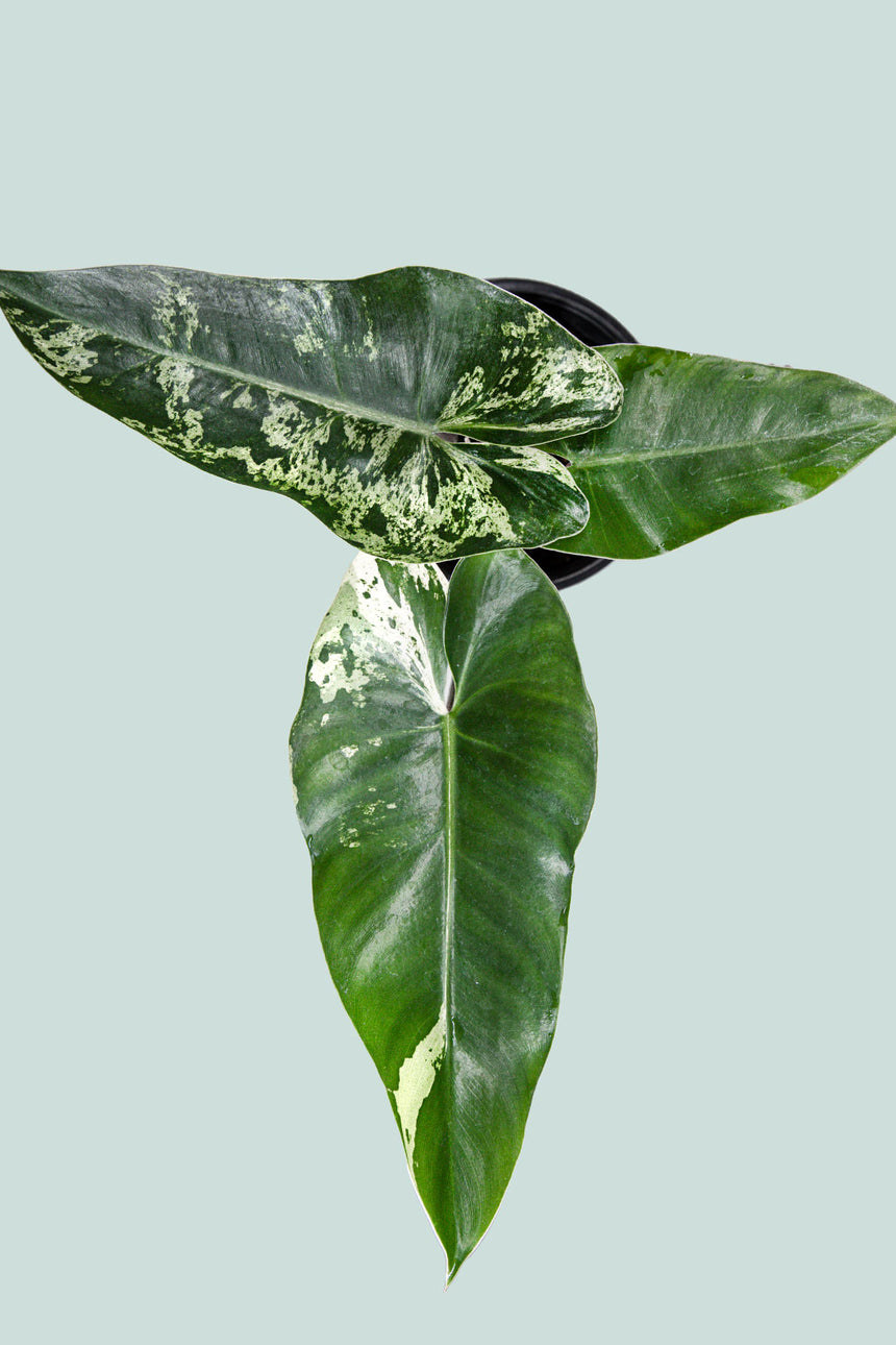 Variegated Philodendron imbe - 1L / 14cm / Small