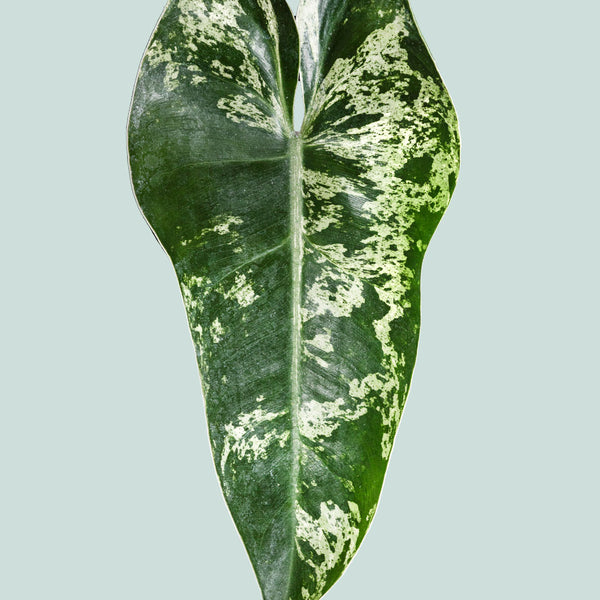 philodendron imbe for sale Variegated Philodendron imbe