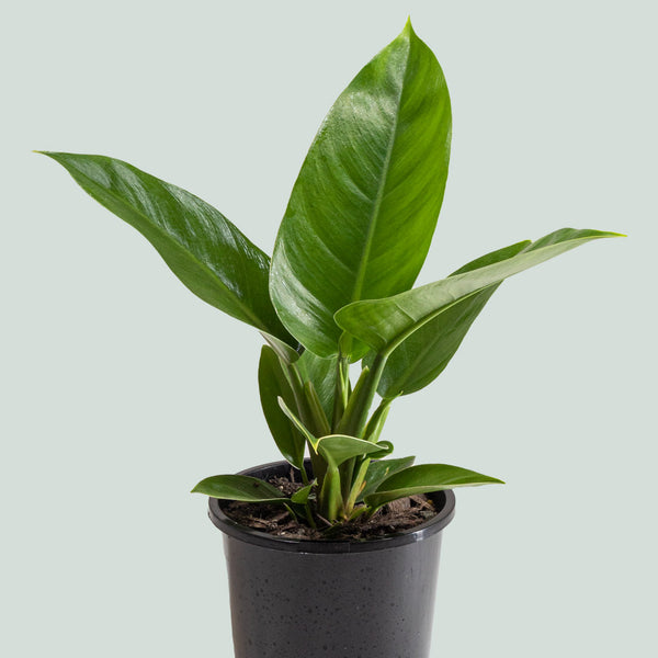 jumbo philodendron imperial green Philodendron Imperial Green - Indoor Plant