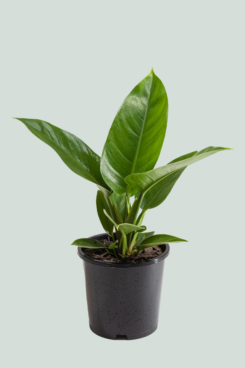 Imperial Green - Philodendron selloum - 1L / 14cm / Small