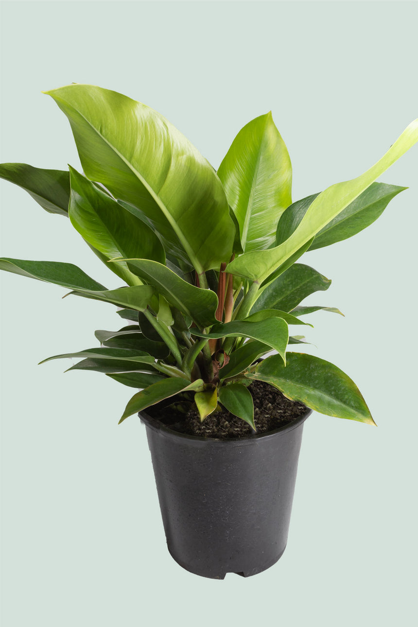 philodendron imperial green nz Philodendron Red Congo - Philodendron selloum - Indoor Plant