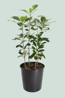 Karaka (NZ Native) - Corynocarpus laevigatus - 10L / 25cm / Large