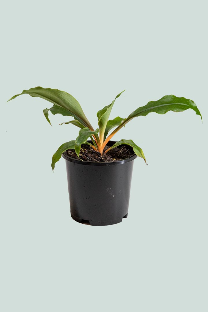 Mandarin Spider Plant - Chlorophytum amaniense - 1L / 14cm / Small