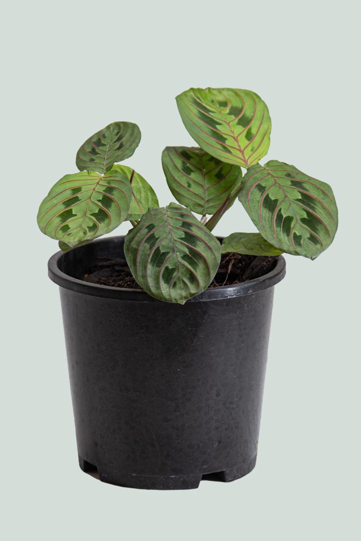 Tricolour Prayer Plant - Maranta leuconeura - 1L / 14cm / Small