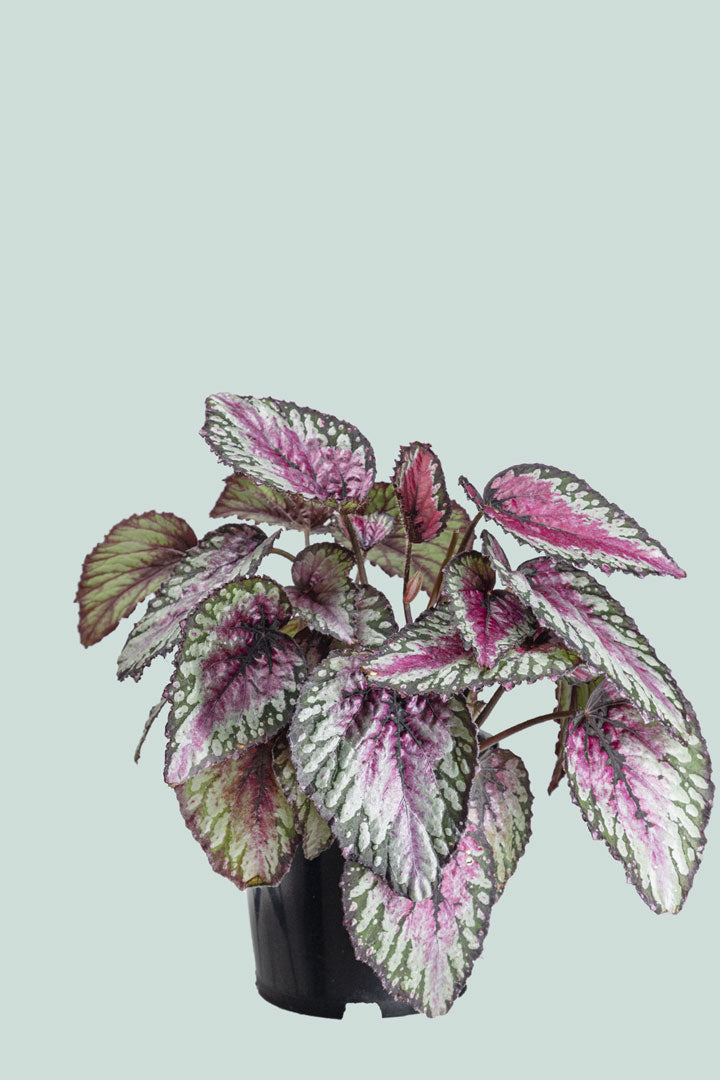 Begonia 'Maui Mist' - 1L / 14cm / Small – PlantHouse