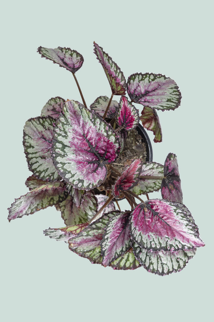 Begonia 'Maui Mist' - 1L / 14cm / Small