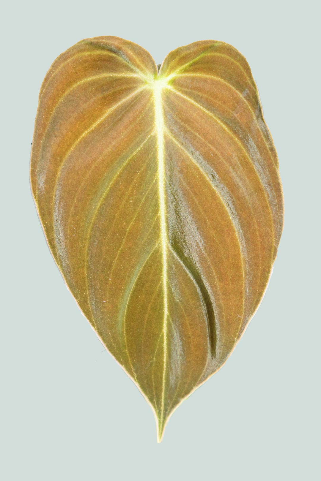 Black Gold - Philodendron melanochrysum - 1L / 14cm / Small