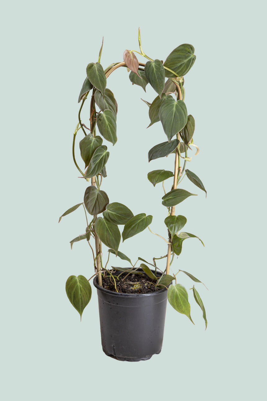 Micans - Philodendron hederaceum - 2.5L / 17cm / Medium