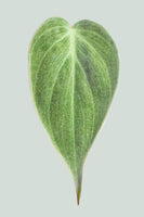 Micans - Philodendron hederaceum - 1L / 14cm / Small