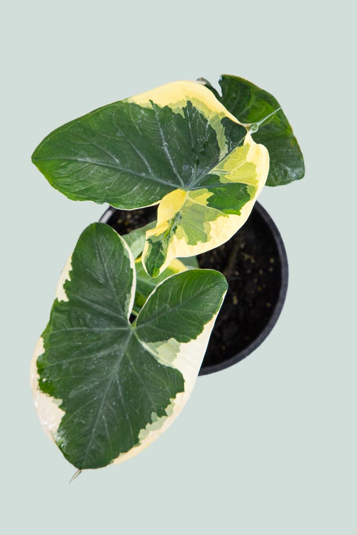 Mickey Mouse Plant - Xanthosoma atrovirens albomarginata - 14cm / 1L / Small Plant