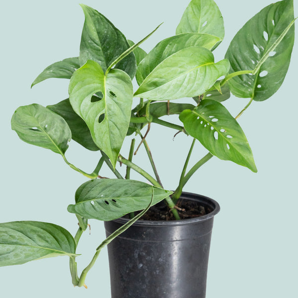 philodendron birkin braune blätter PHILODENDRON BIRKIN online kaufen bei potflourri