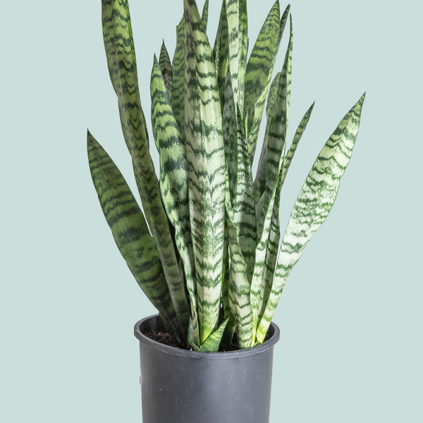 are snake plants edible Snake Plant - Dracaena trifasciata (Sansevieria)