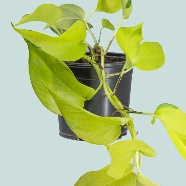 neon pothos nz Neon - Epipremnum aureum