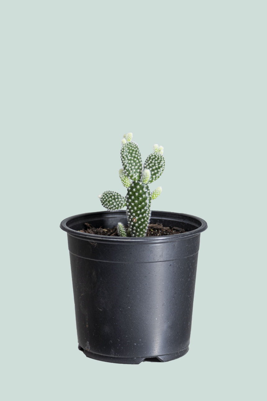 Bunny Ears Cactus - Opuntia microdasys - 1L / 14cm / Small