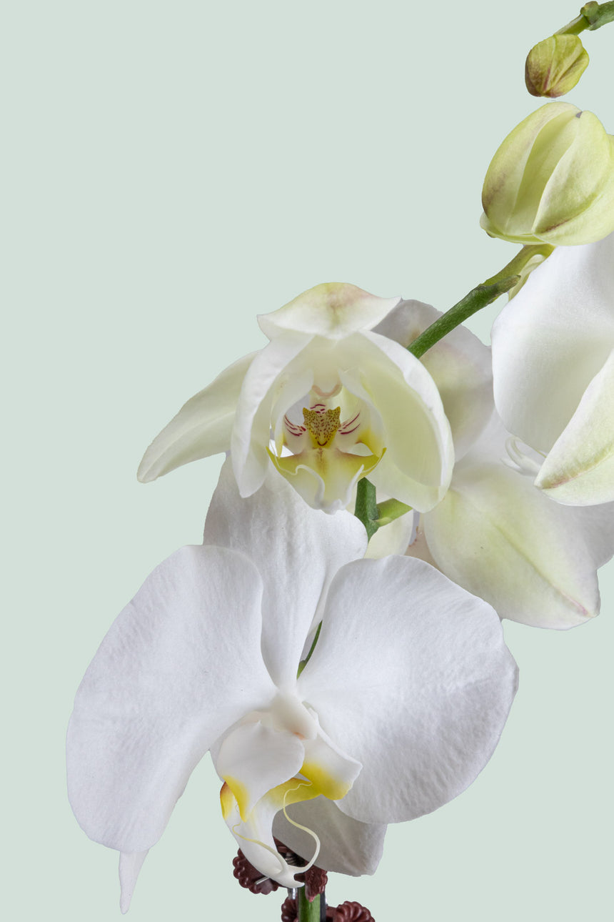 Moth Orchid 2x Flower Spike - Phaelanopsis amabilis - .5L / 10cm / Pick Up In Store Only