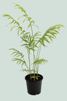 Parlour Palm Trio - Chamaedorea elegans - 1L / 14cm / Small