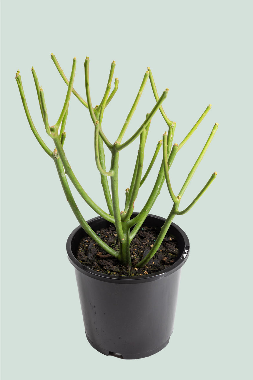 Pencil Cactus - Euphorbia tirucalli - 1L / 14cm / Small