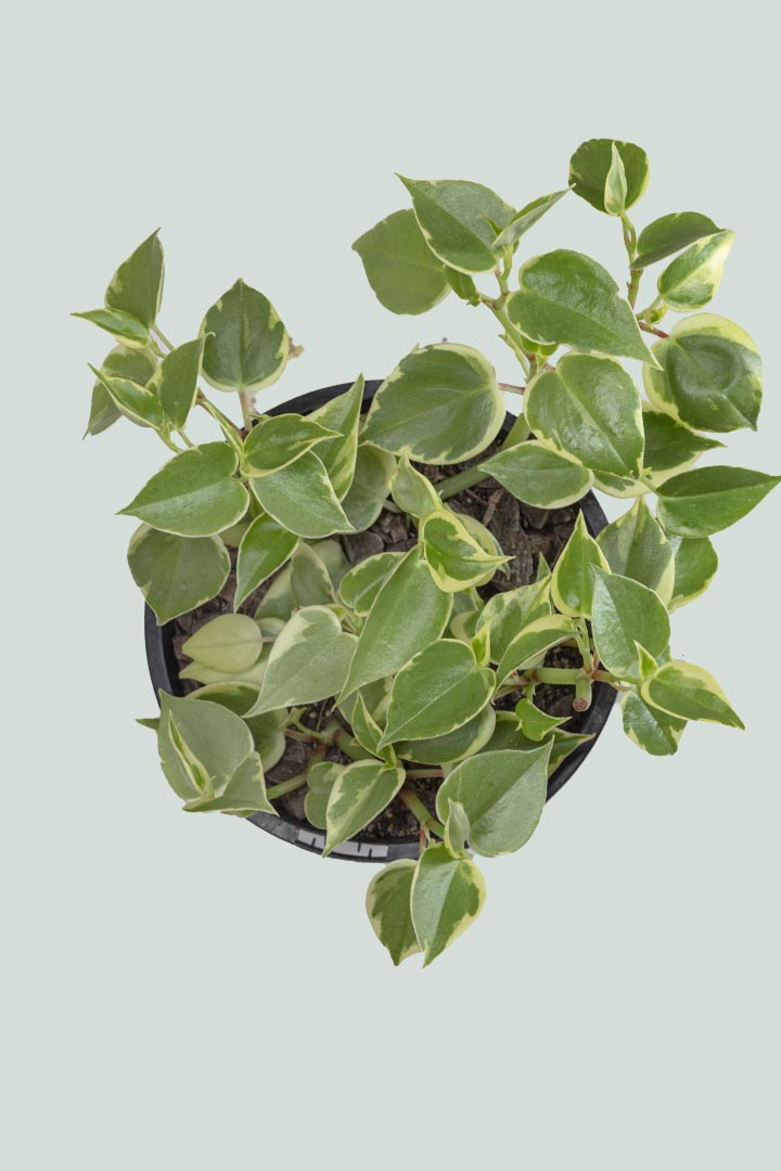 Variegated Peperomia scandens - 1L / 14cm / Small
