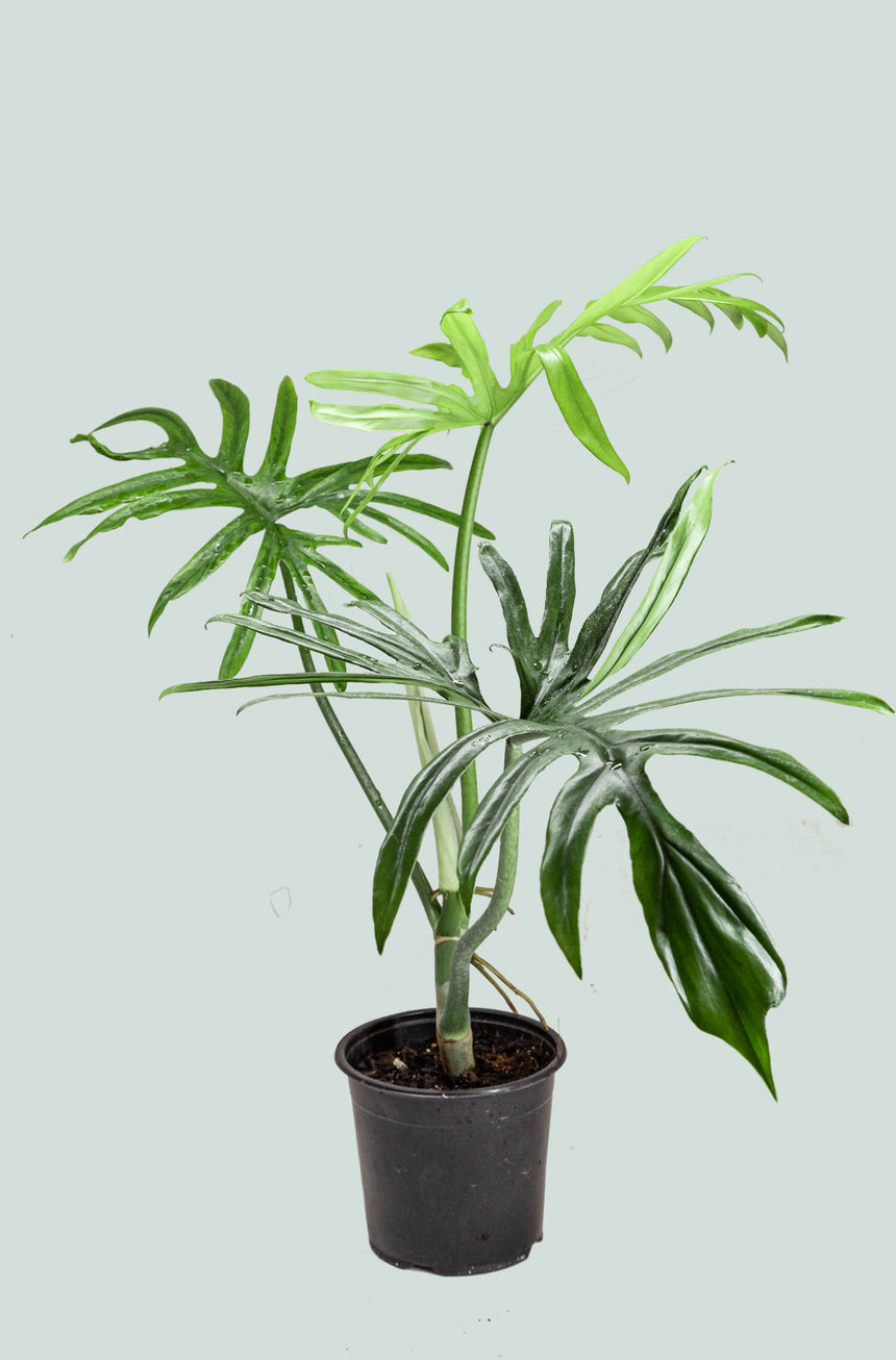 meristem philodendrons Philodendron elegans