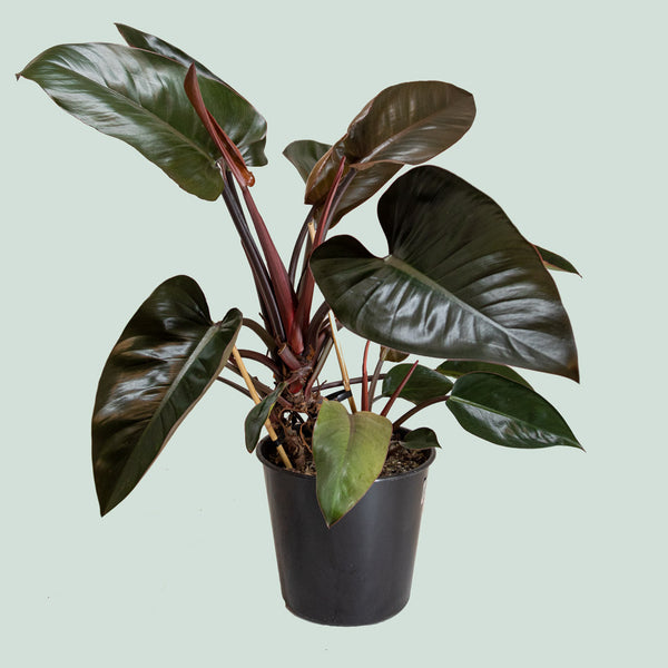 philodendron congo nz Philodendron Red Congo - Philodendron selloum - Indoor Plant