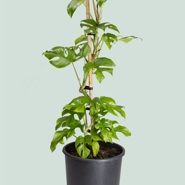 minima philodendron Rhaphidophora tetrasperma - (Philodendron minima) - Mini Monstera