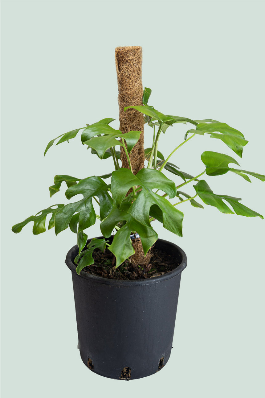 Rhaphidophora tetrasperma on Coir - (Philodendron minima) - Mini Monstera - 10L / 25cm / Large