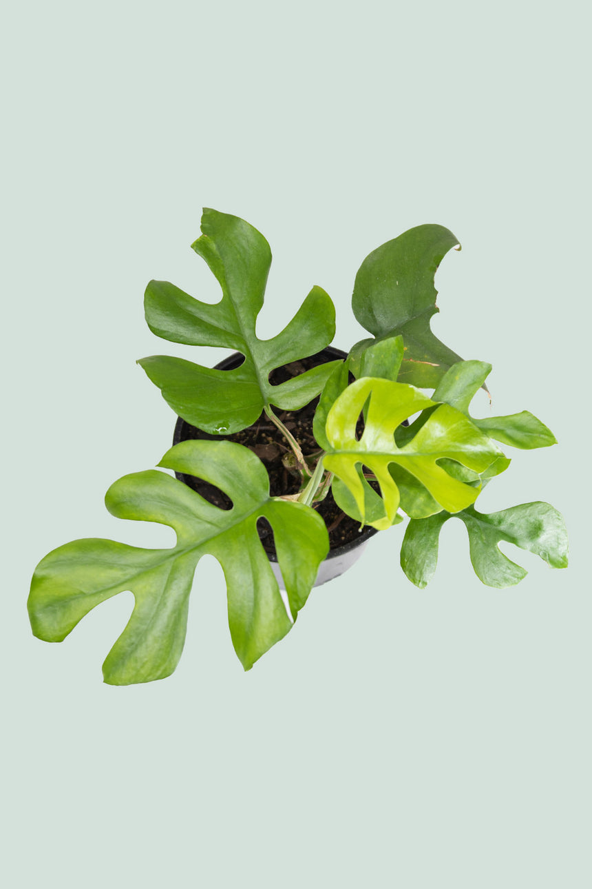 Rhaphidophora tetrasperma - (Philodendron minima) - Mini Monstera - 1.3L / 14cm / Small