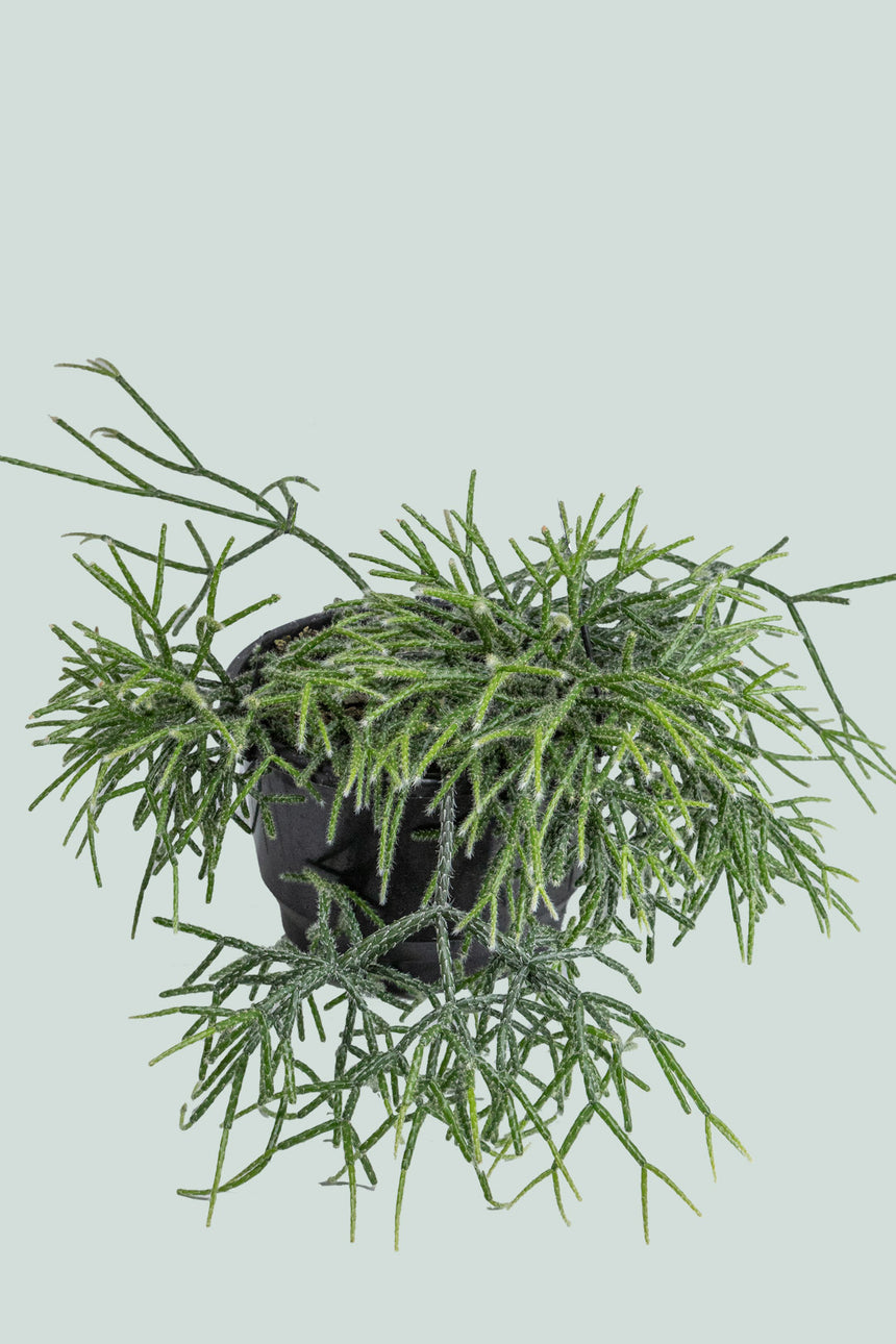 Hairy Wickerware Cactus - Rhipsalis pilocarpa- 2L / 17cm / Medium