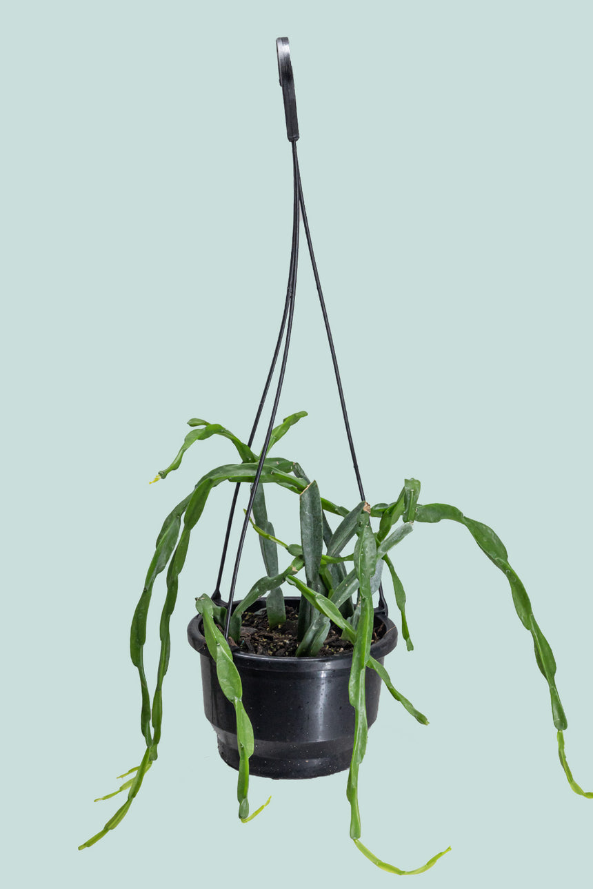Chain Cactus - Rhipsalis paradoxa- 1L / 14cm / Small