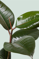 Robusta Rubber Tree - Ficus elastica - 2.5L / 17cm / Medium