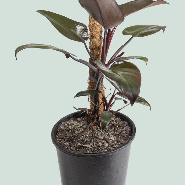 philodendron autumn queen Philodendron Royal Queen - Indoor Plant
