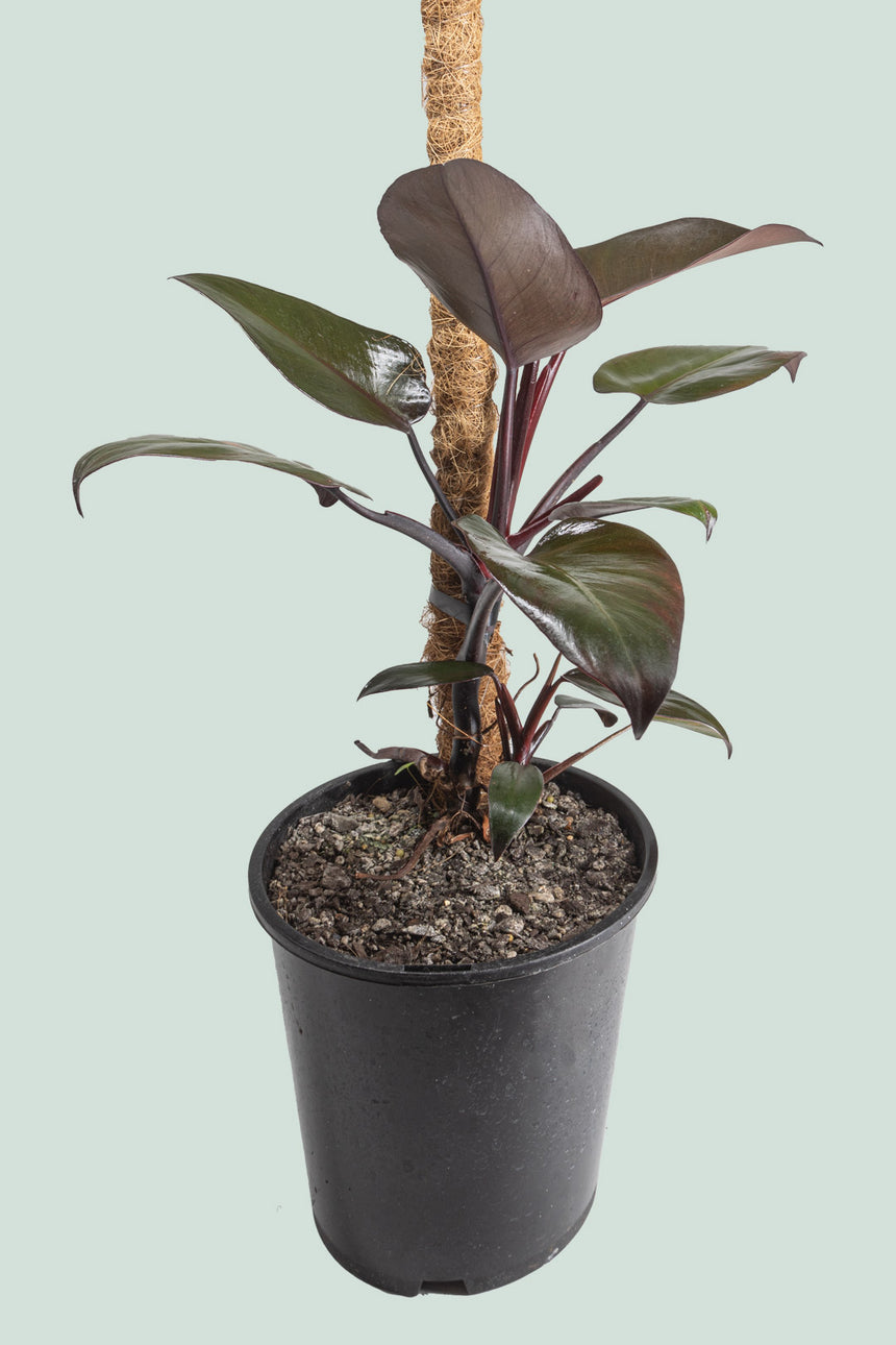 Philodendron Royal Queen  - 1L / 17cm / Medium