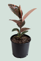 Ruby Rubber Tree - Ficus elastica - 2.5L / 17cm / Medium