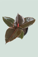 Ruby Rubber Tree - Ficus elastica - 2.5L / 17cm / Medium