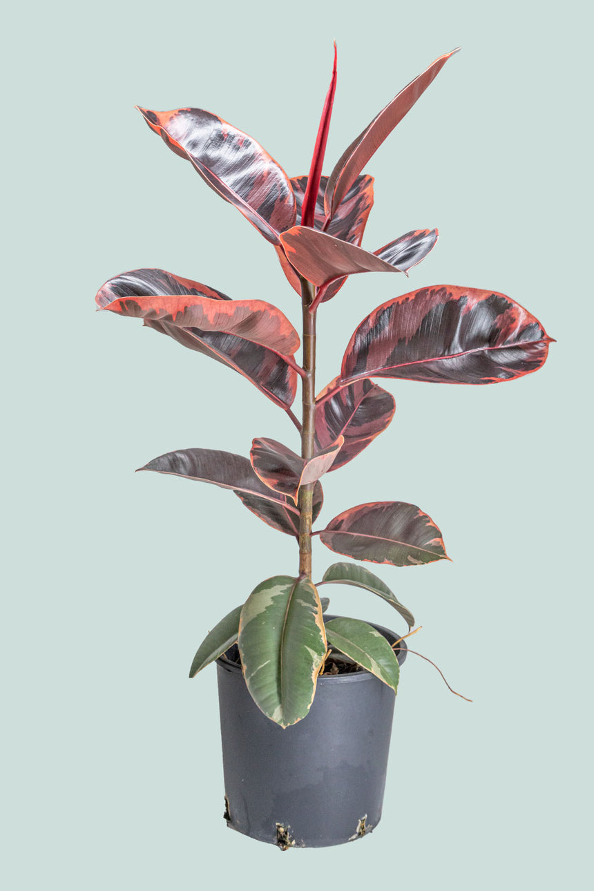 Ruby Ficus elastica - 10L / 25cm / Large