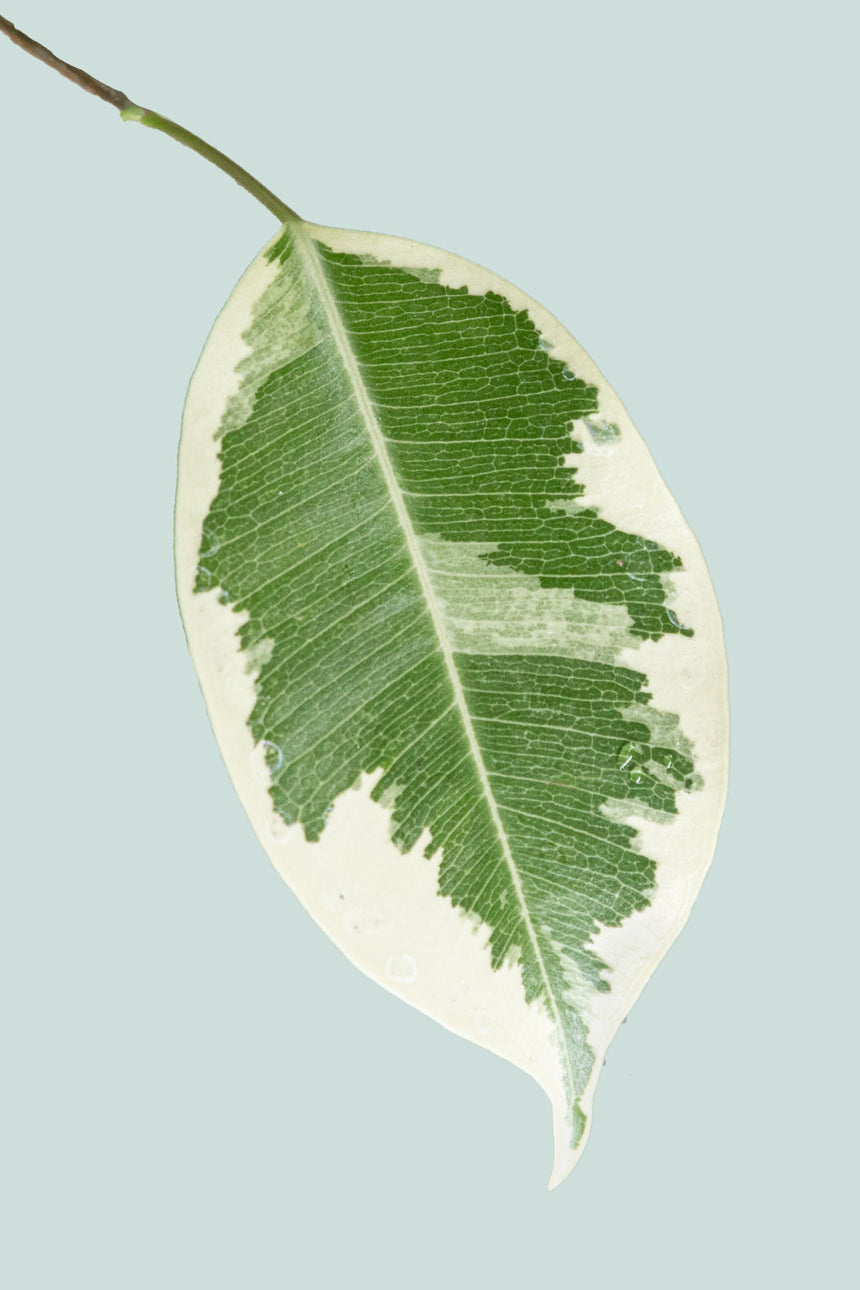 Samantha - Creamy White Variegated Weeping Fig - Ficus benjamina - 10L / 25cm / Large