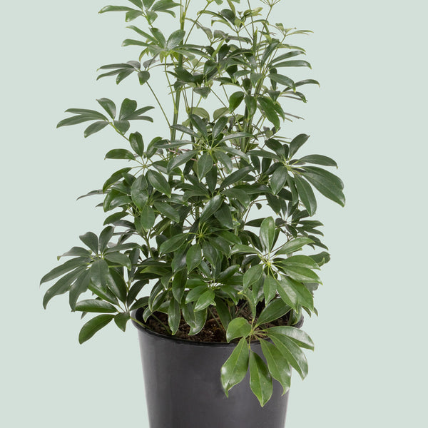 schefflera arboricola nz Dwarf Umbrella Tree - Schefflera arboricola