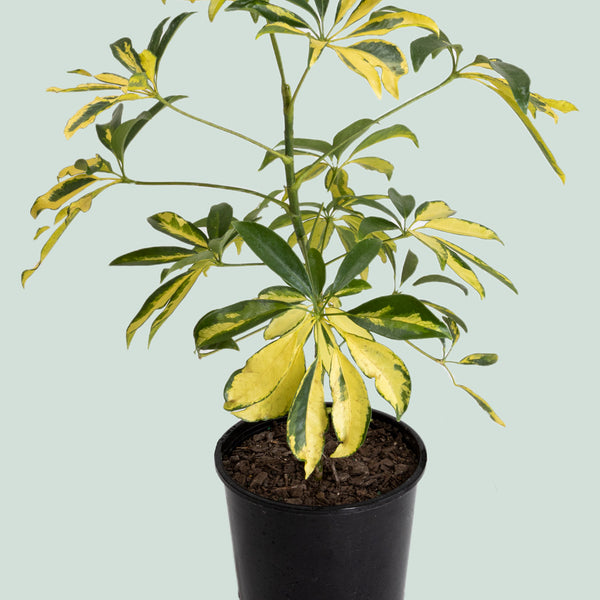 Schefflera Arboricola Variegated Plant