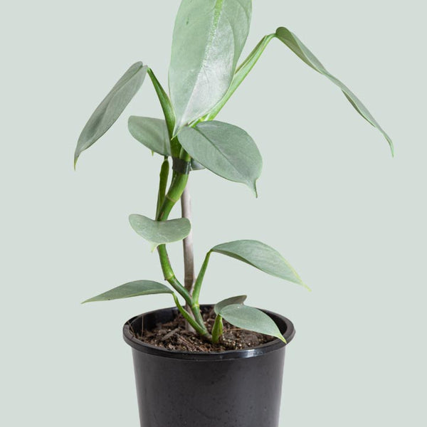 philodendron grey vs silver sword Silver Sword - Philodendron hastatum