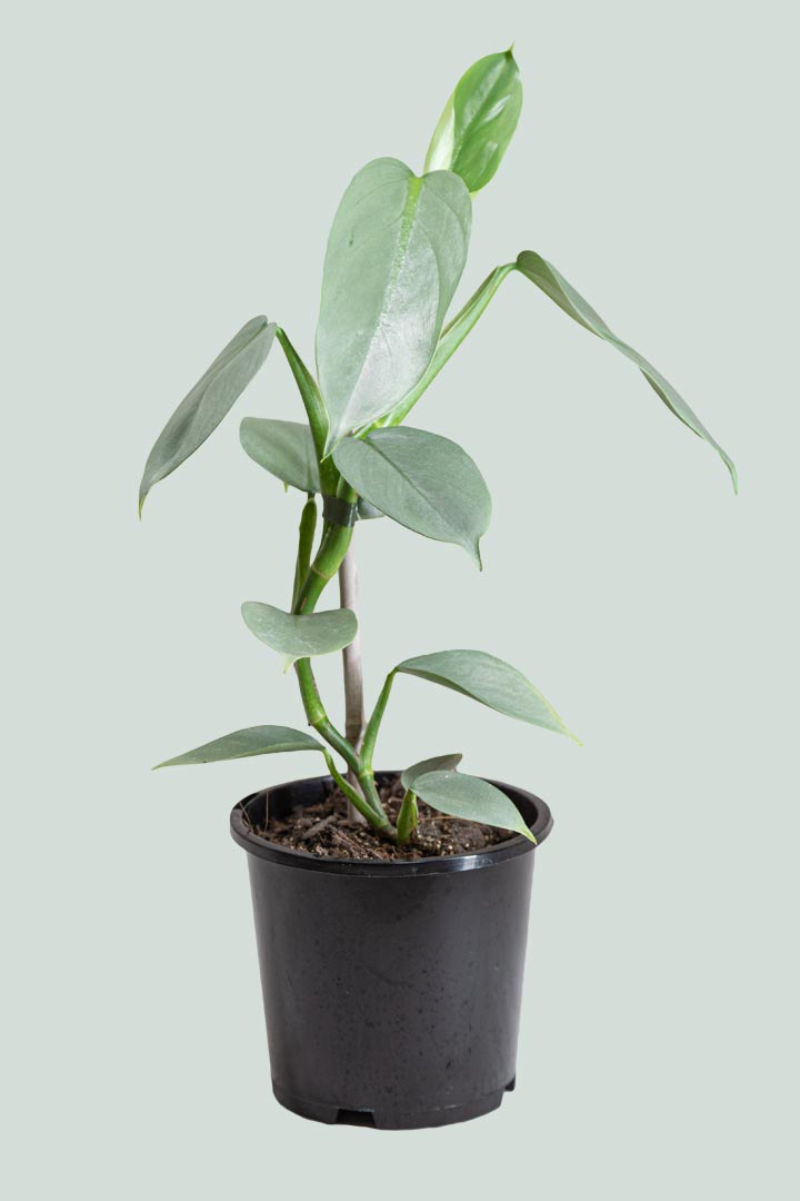 Silver Sword - Philodendron hastatum - 1L / 14cm / Small