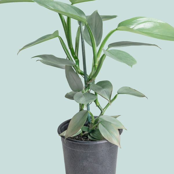 silver arrow philodendron Silver Sword - Philodendron hastatum