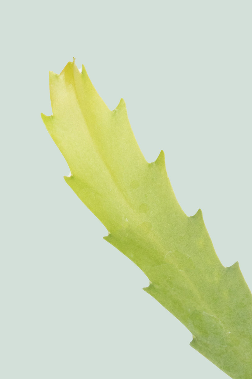 Snowdrop Cactus - Lepismium houlletianum - 1L / 14cm / Small