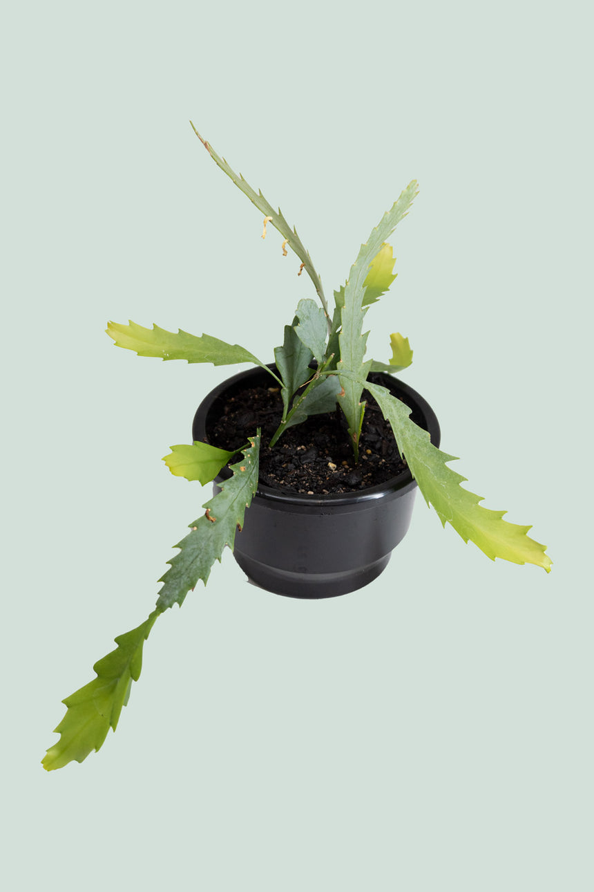 Snowdrop Cactus - Lepismium houlletianum - 1L / 14cm / Small