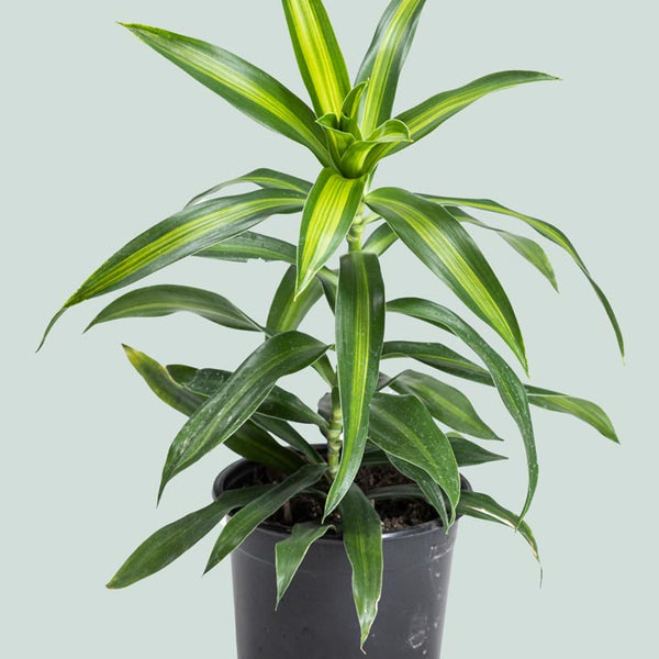 dracaena reflexa song of jamaica Song of Jamaica - Dracaena reflexa