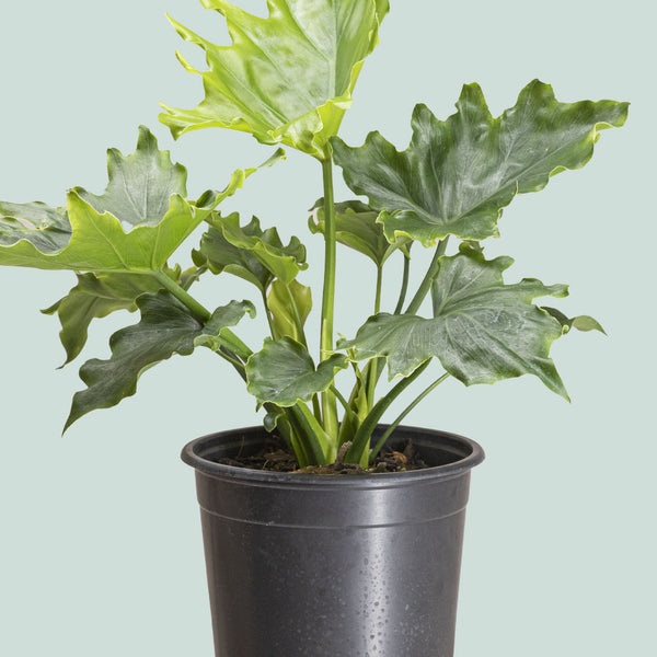 clumping philodendron Philodendron selloum - Split leaf