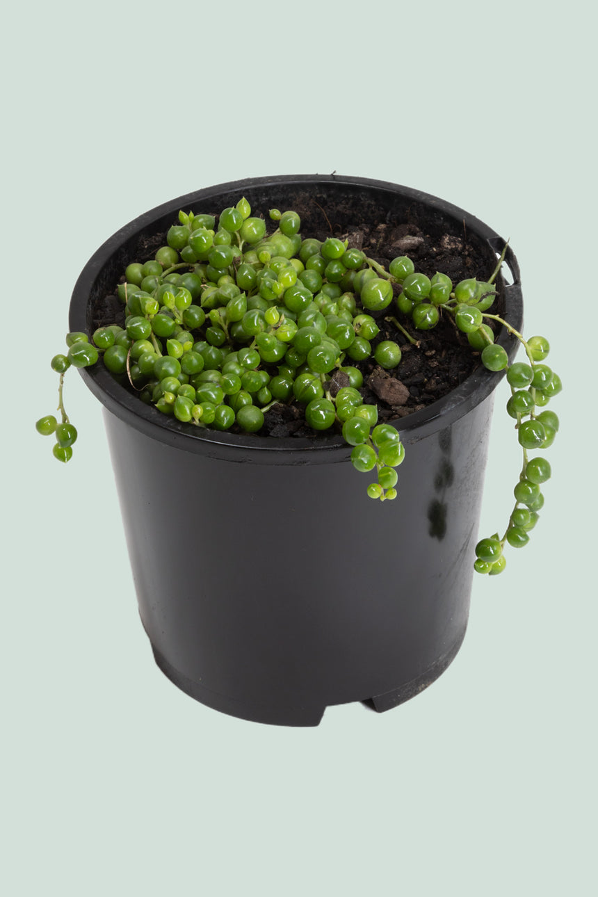 String of Pearls - Senecio rowleyanus - 1L / 14cm / Small