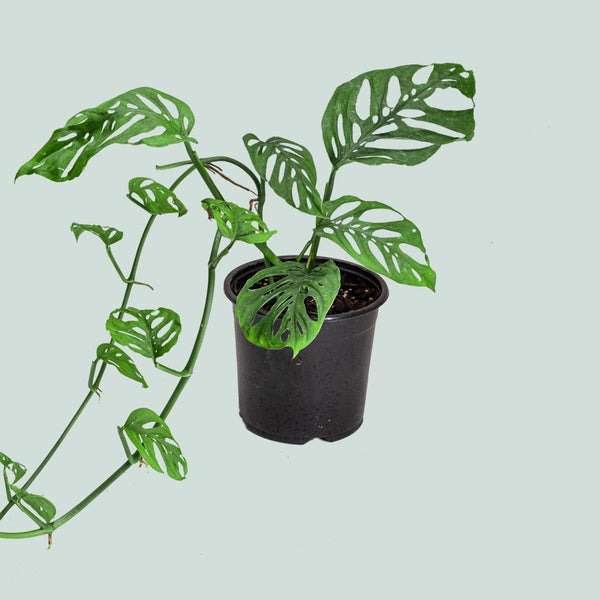 monstera adansonii nz Monstera adansonii - Swiss Cheese Vine